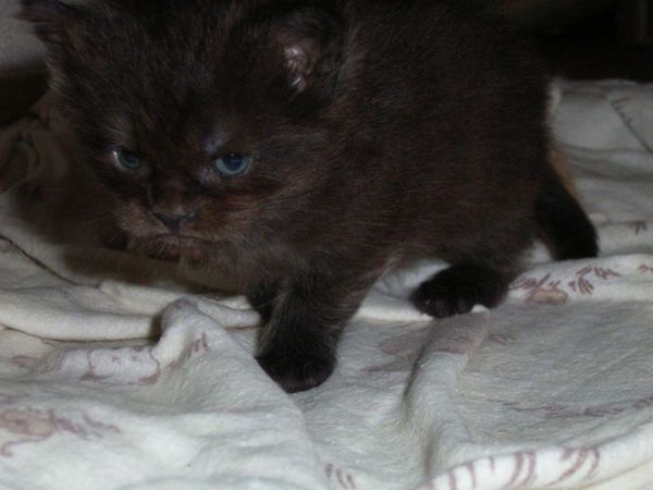 Undercover-Coon´s Donna Bild 27