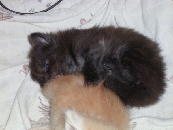 Undercover-Coon´s Donna Bild 31