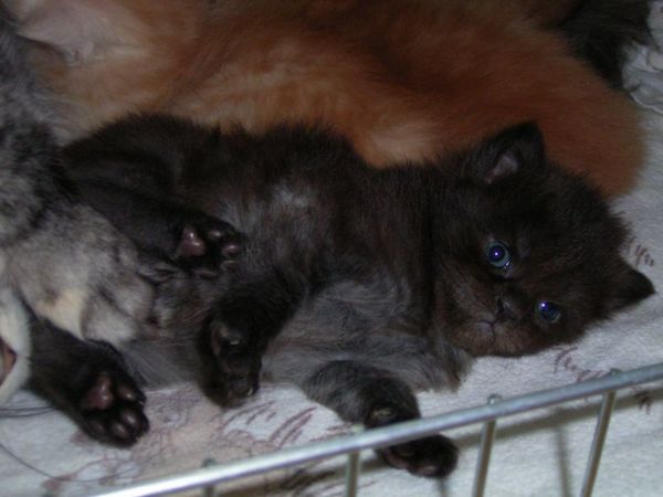 Undercover-Coon´s Donna Bild 32