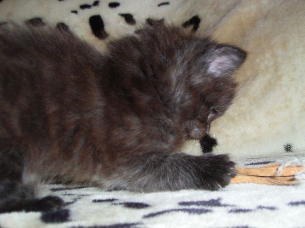 Undercover-Coon´s Donna Bild 41