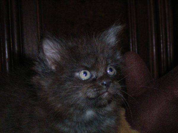 Undercover-Coon´s Donna Bild 63