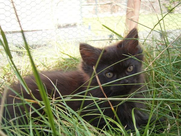Undercover-Coon´s Donna Bild 83