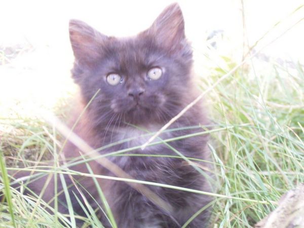 Undercover-Coon´s Donna Bild 84