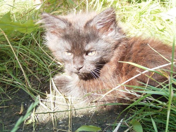 Undercover-Coon´s Donna Bild 87