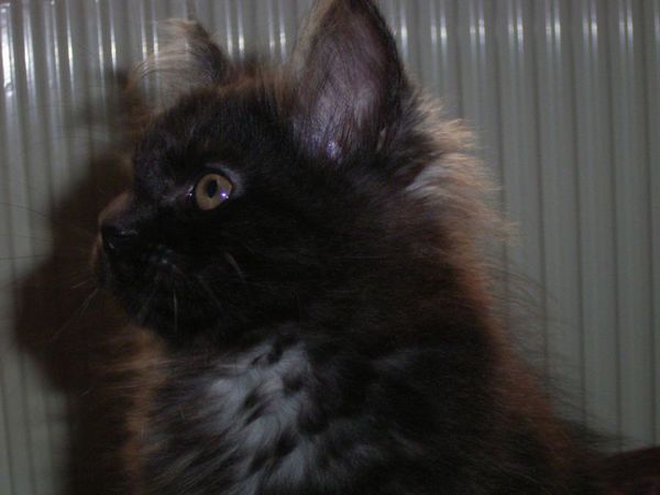 Undercover-Coon´s Donna Bild 91