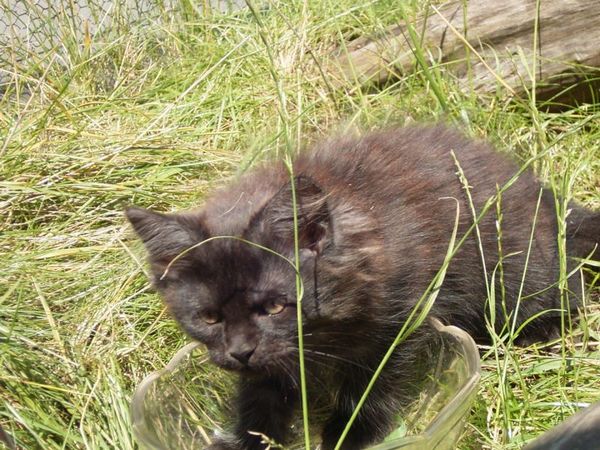 Undercover-Coon´s Donna Bild 96