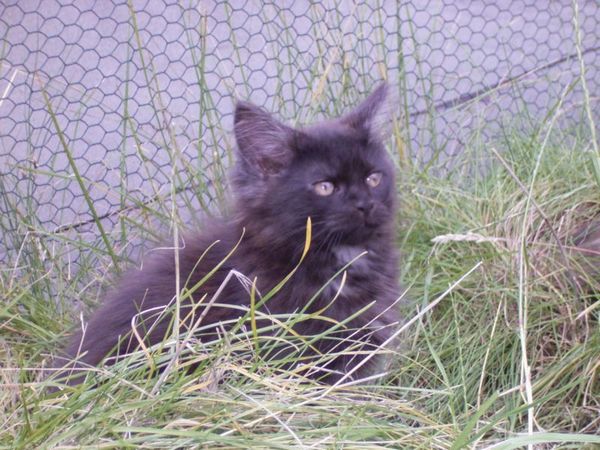 Undercover-Coon´s Donna Bild 99