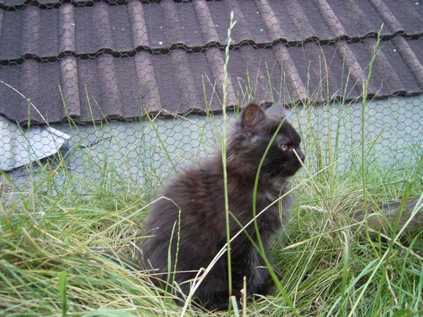 Undercover-Coon´s Donna Bild 100