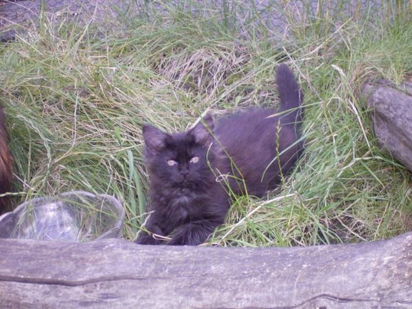 Undercover-Coon´s Donna Bild 105