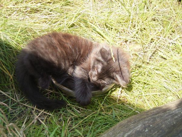 Undercover-Coon´s Donna Bild 107