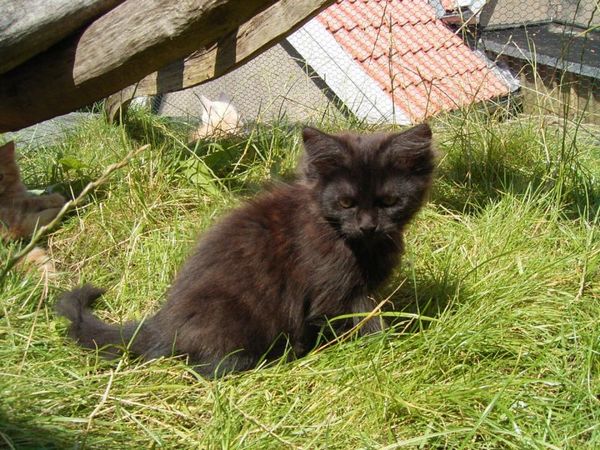 Undercover-Coon´s Donna Bild 109