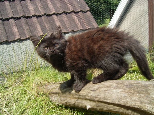 Undercover-Coon´s Donna Bild 114