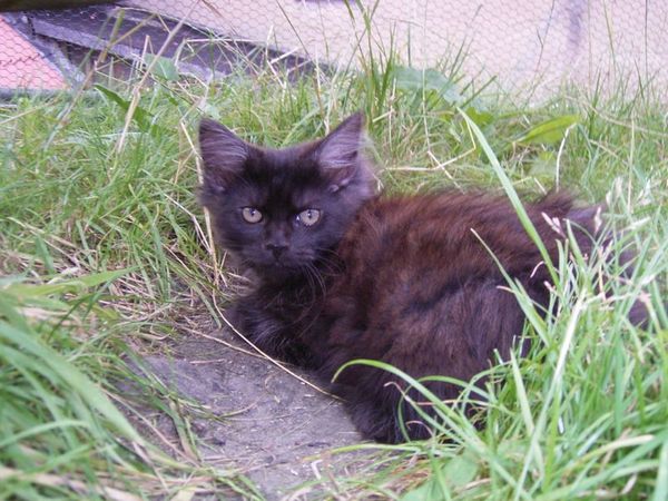 Undercover-Coon´s Donna Bild 116