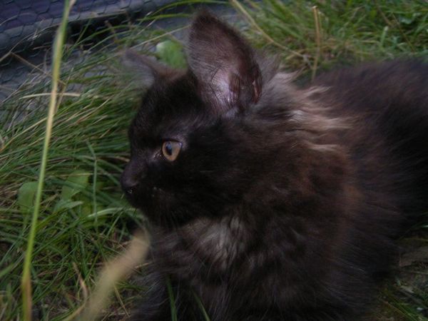 Undercover-Coon´s Donna Bild 117