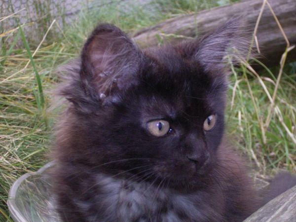 Undercover-Coon´s Donna Bild 118