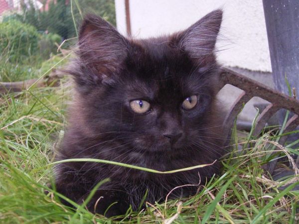 Undercover-Coon´s Donna Bild 120