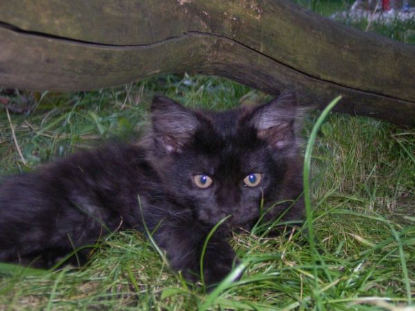 Undercover-Coon´s Donna Bild 121