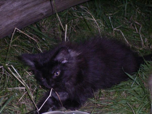 Undercover-Coon´s Donna Bild 123