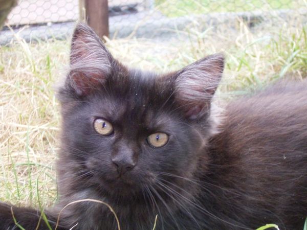 Undercover-Coon´s Donna Bild 127