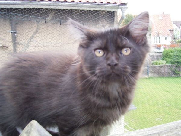 Undercover-Coon´s Donna Bild 129