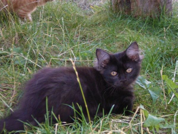 Undercover-Coon´s Donna Bild 134