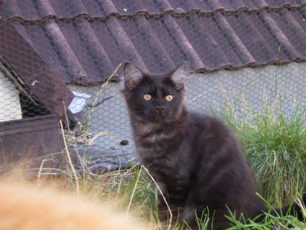 Undercover-Coon´s Donna Bild 135
