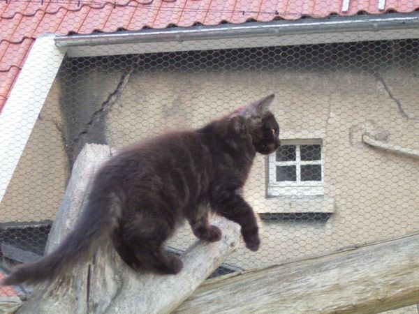 Undercover-Coon´s Donna Bild 136