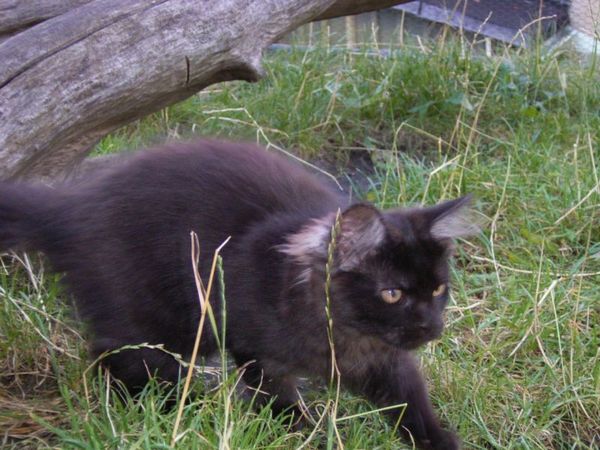 Undercover-Coon´s Donna Bild 138