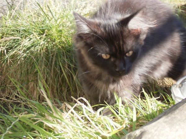 Undercover-Coon´s Donna Bild 139