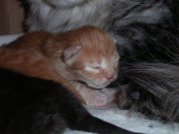 Undercover-Coon´s Duke Bild 2