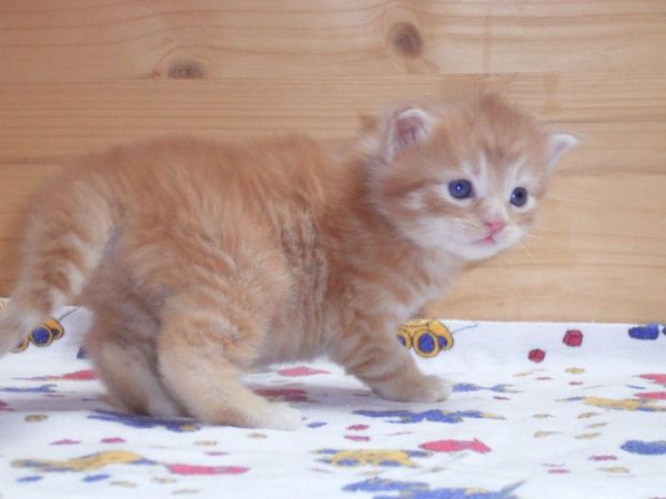 Undercover-Coon´s Duke Bild 18