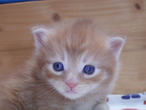 Undercover-Coon´s Duke Bild 19