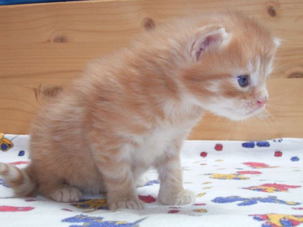 Undercover-Coon´s Duke Bild 21