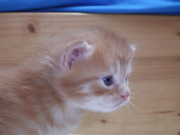 Undercover-Coon´s Duke Bild 27