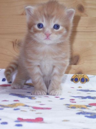 Undercover-Coon´s Duke Bild 28