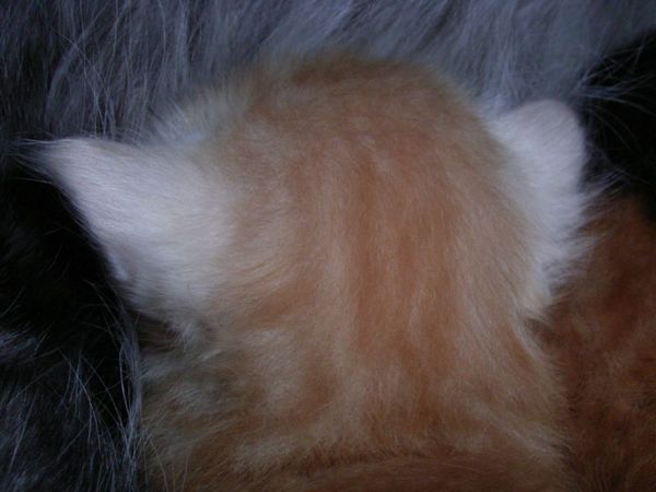 Undercover-Coon´s Duke Bild 34