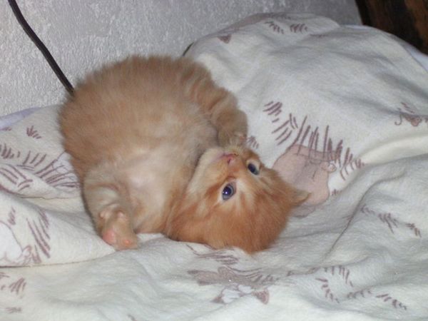 Undercover-Coon´s Duke Bild 36