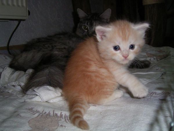 Undercover-Coon´s Duke Bild 37