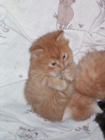 Undercover-Coon´s Duke Bild 42