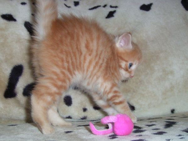 Undercover-Coon´s Duke Bild 52