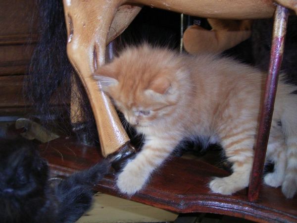Undercover-Coon´s Duke Bild 61