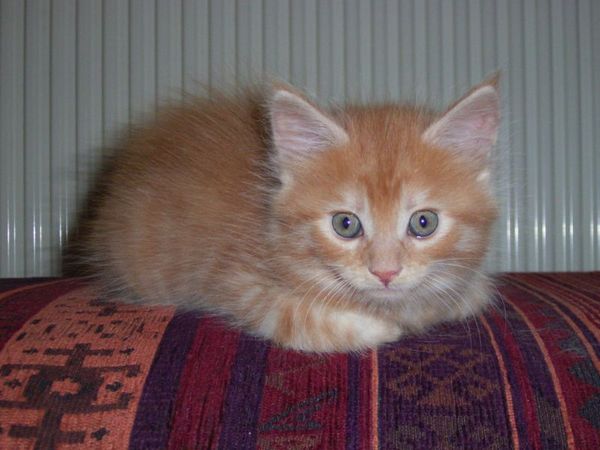 Undercover-Coon´s Duke Bild 65