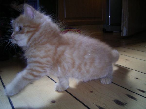 Undercover-Coon´s Duke Bild 75