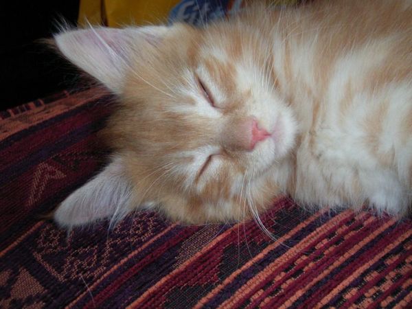 Undercover-Coon´s Duke Bild 81