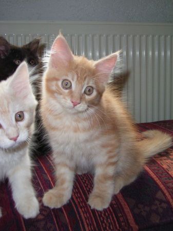 Undercover-Coon´s Duke Bild 108