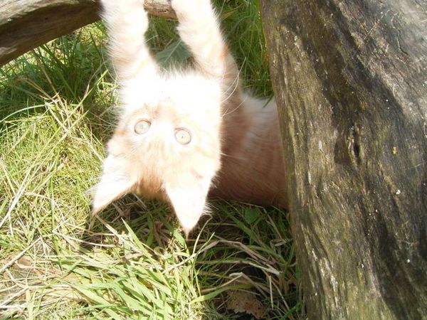 Undercover-Coon´s Duke Bild 112