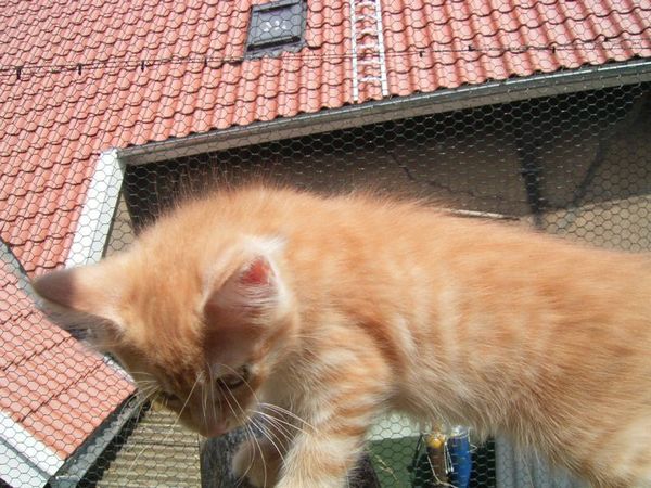 Undercover-Coon´s Duke Bild 115