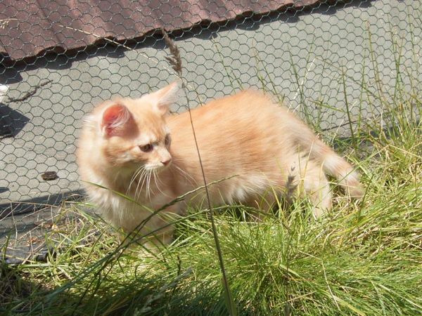 Undercover-Coon´s Duke Bild 122