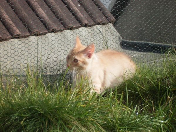 Undercover-Coon´s Duke Bild 157