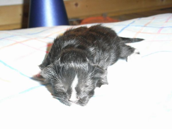 Undercover-Coon´s Electra Bild 1